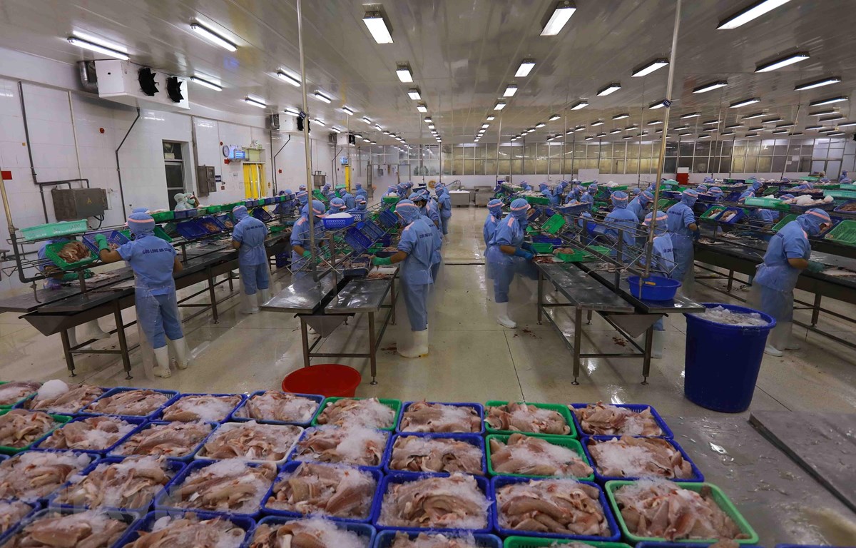 Vietnam’s tra fish exports rise as demand surges in China, ASEAN - The ...