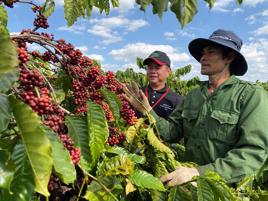 Vietnam coffee prices fall amid higher supply outlook