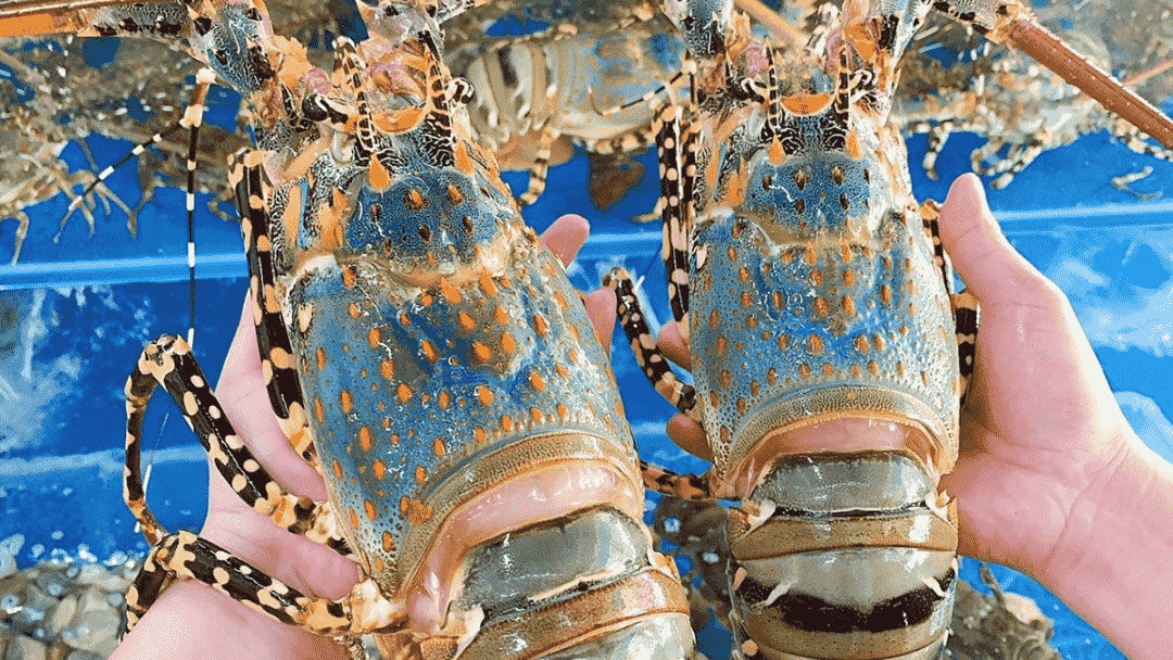 Vietnam’s lobster exports hit US$712 million in 10 months