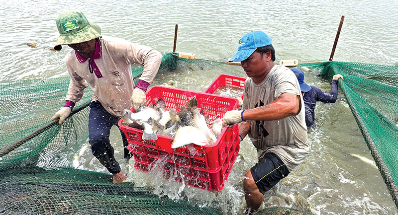 Vietnam’s agro-forestry-fishery exports hit new record in Jan-Nov