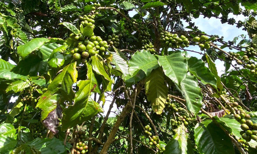 Vietnam’s coffee export value surges nearly 60% in Jan–Nov