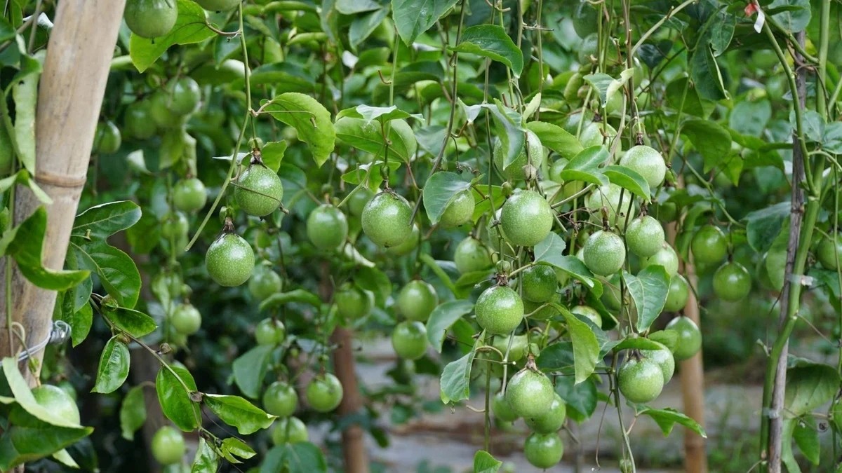 Vietnam’s passion fruit exports hit record high of over US$202 million