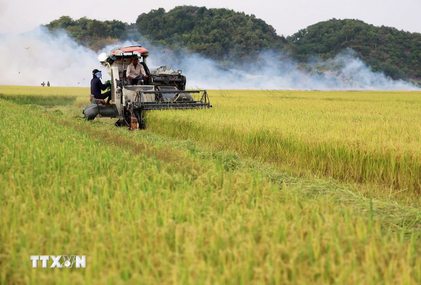 Vietnam exports over eight million tons of rice in 2025