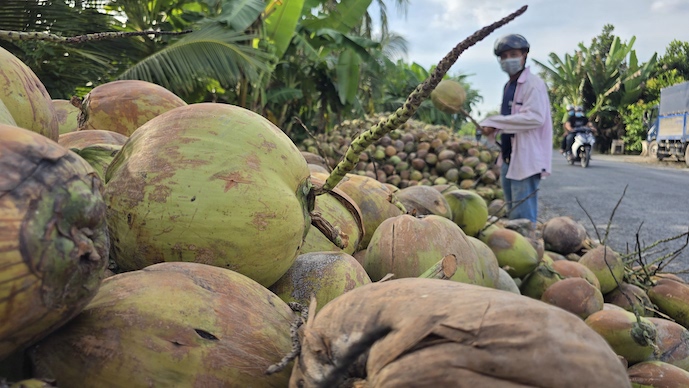 Coconut industry seeks export tax on raw supply