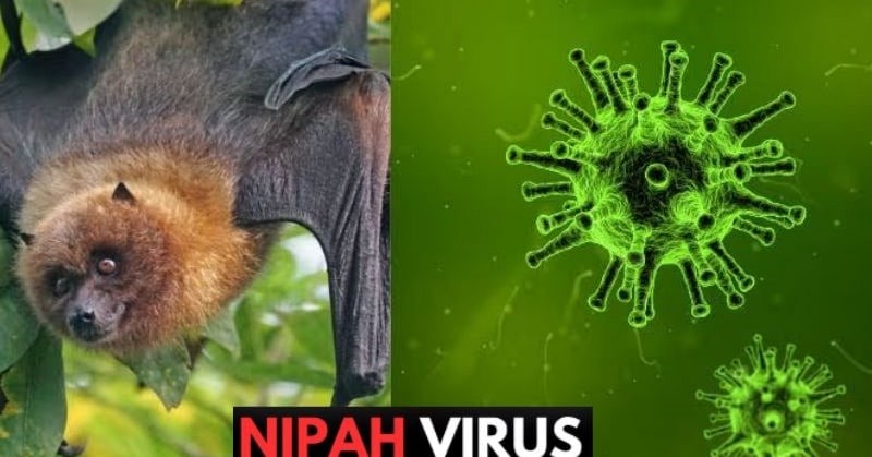 Vietnam issues urgent guidelines on Nipah virus amid global pandemic concerns