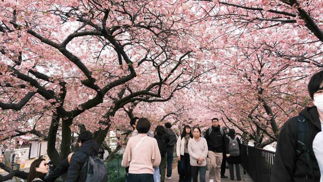 Japan cherry blossom season lifts Vietnam tour demand