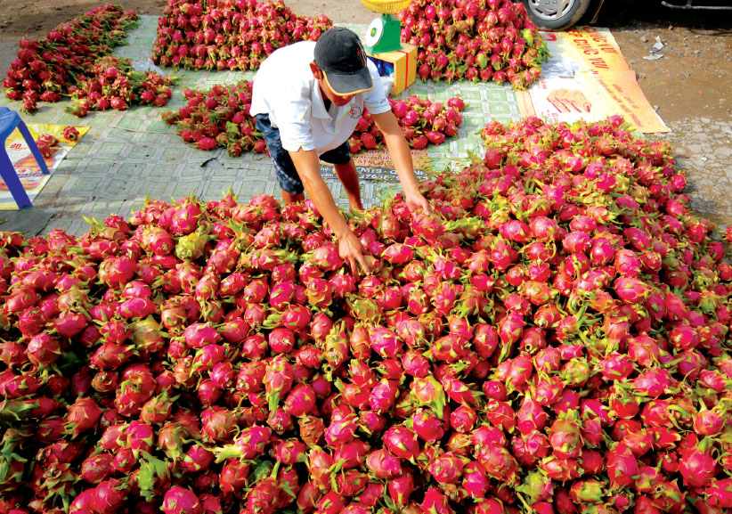 Vietnamese firms explore trade opportunities in Algeria, Senegal, and Tunisia