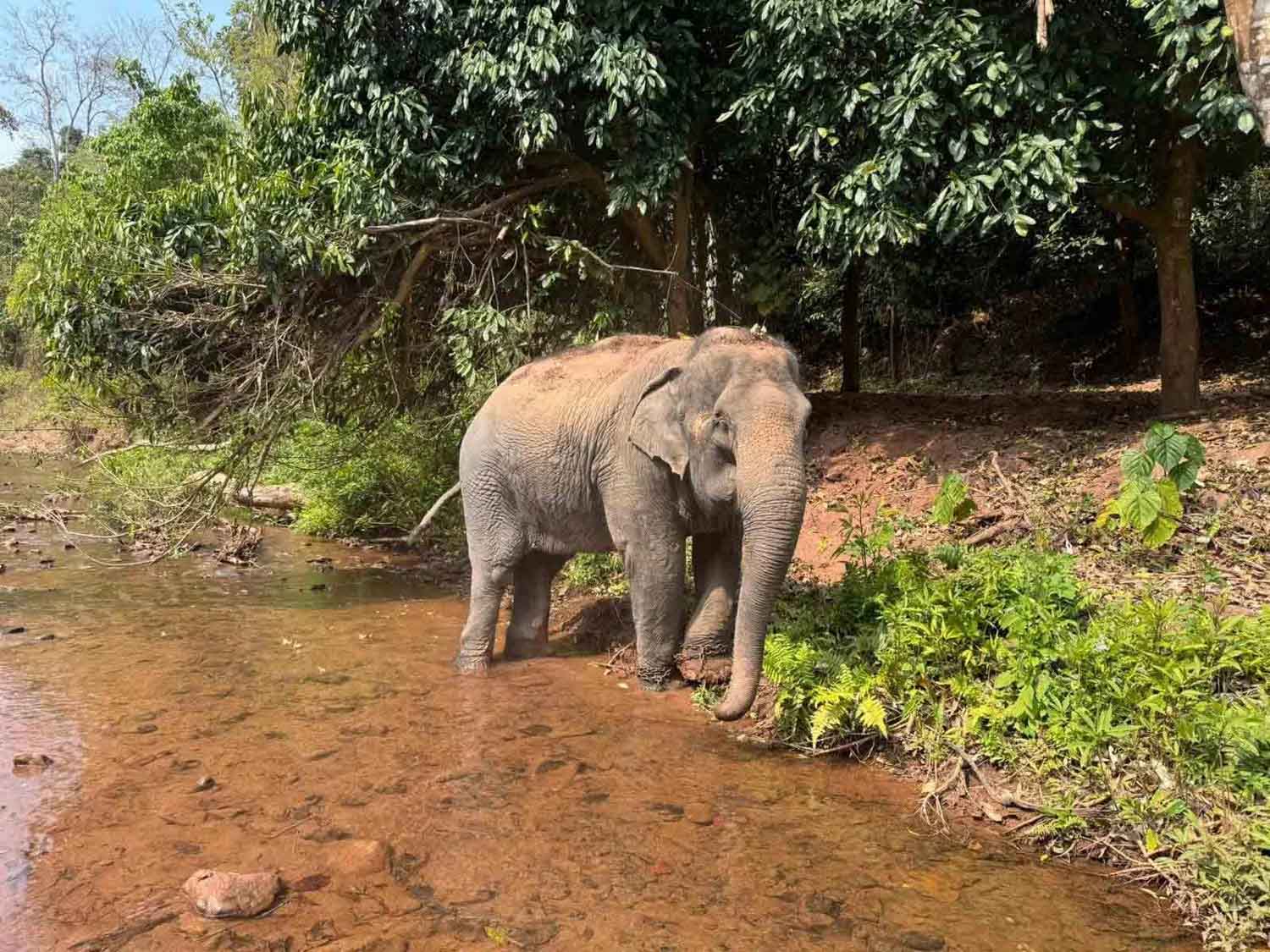 The homecoming of a Lao elephant