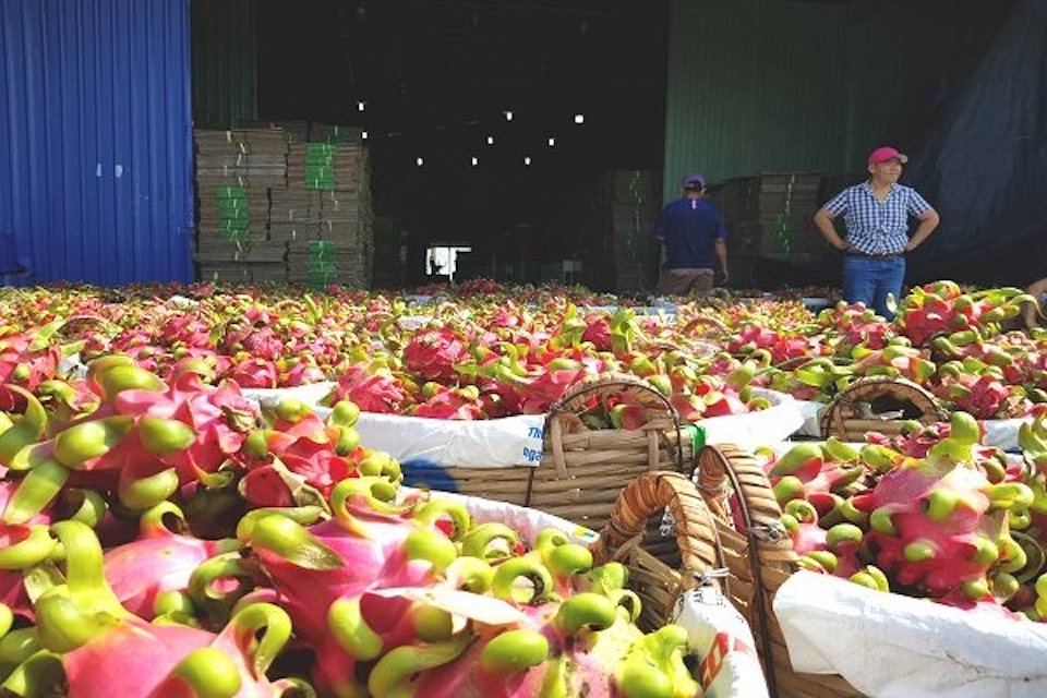 Vietnam’s agro exports could plunge by US$8 billion amid prolonged Middle East conflict