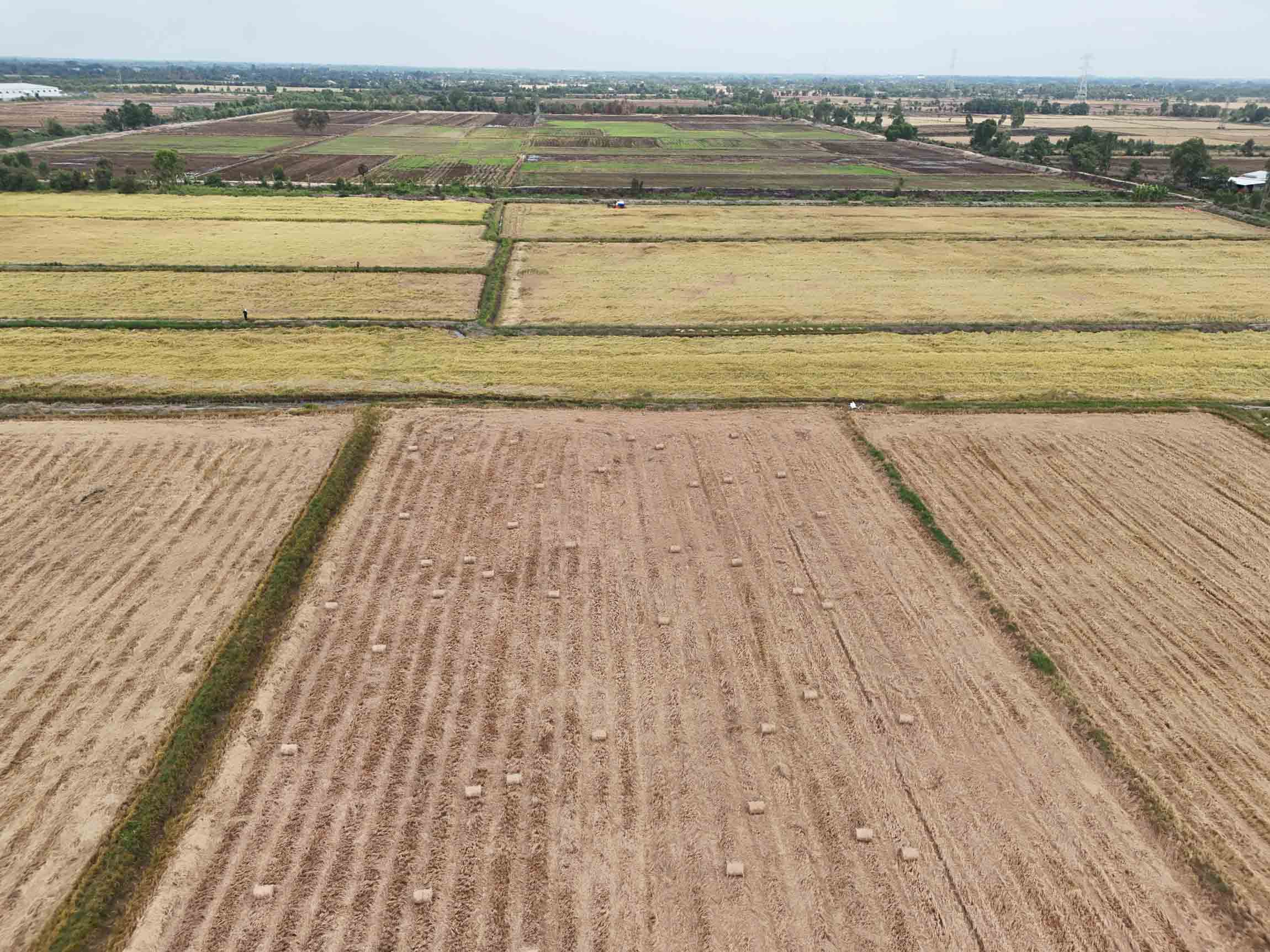 Vietnam’s rice export prices jump on El Nino concerns