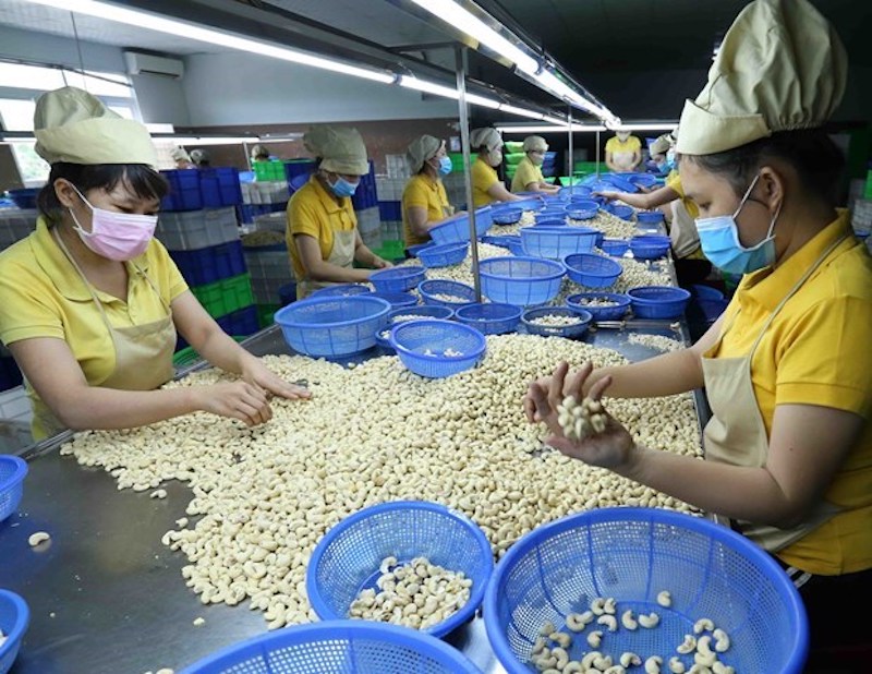 Cashew sector runs trade deficit in Q1
