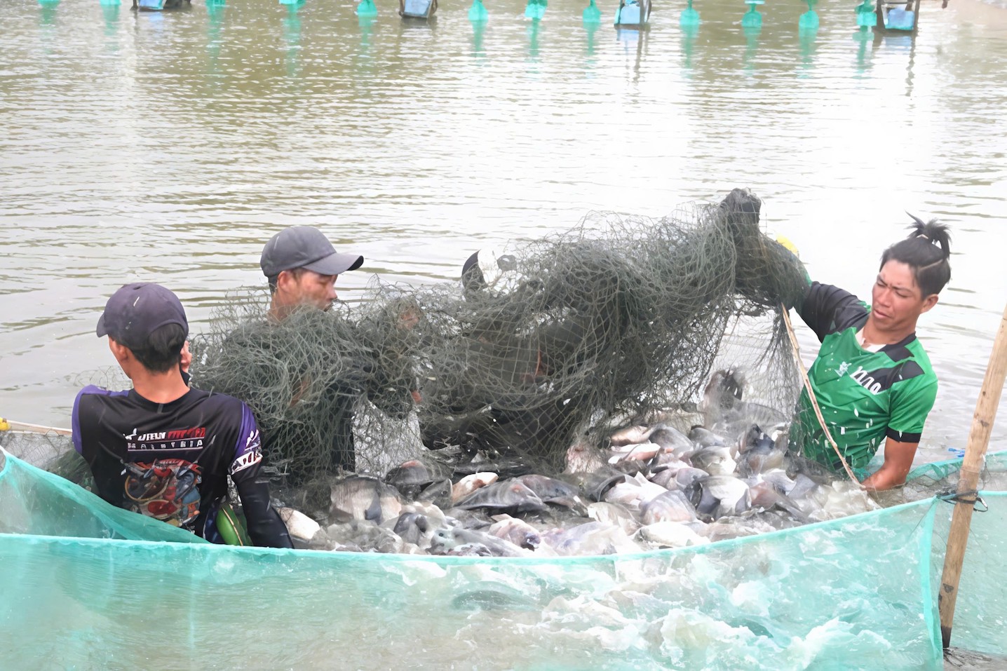 Tilapia exports rise, farm productivity lags