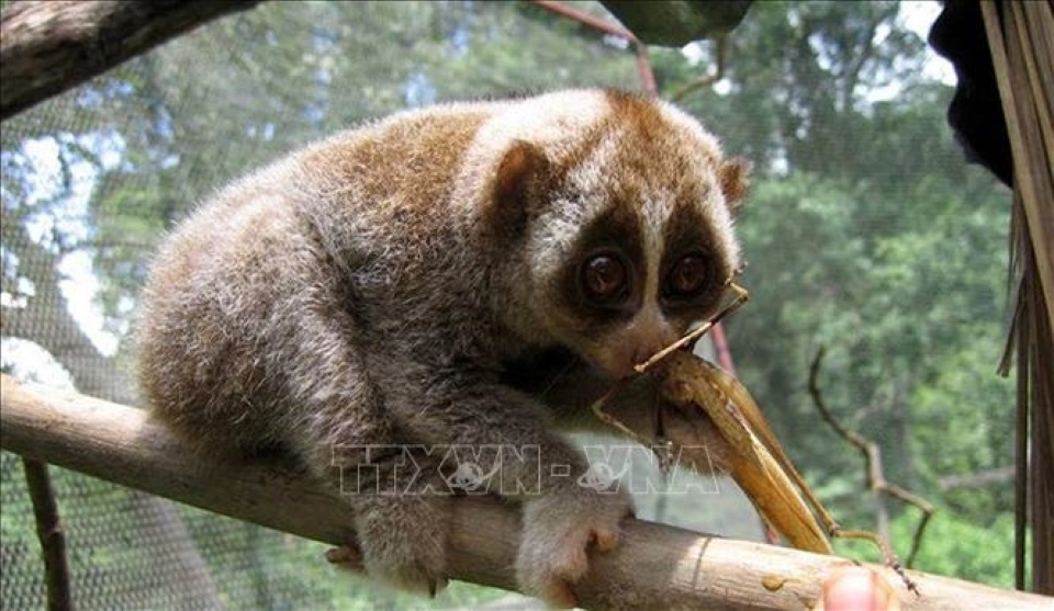 Four rare animal species recorded in Vietnam’s nature reserve