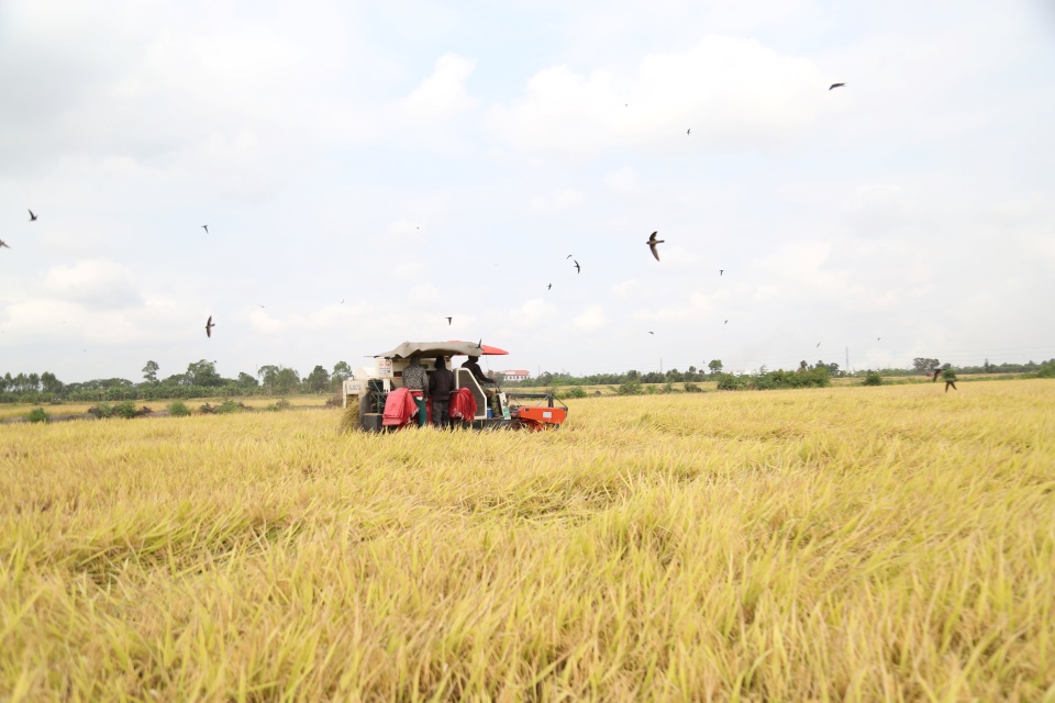 Vietnam rice exporters under pressure despite ample supply