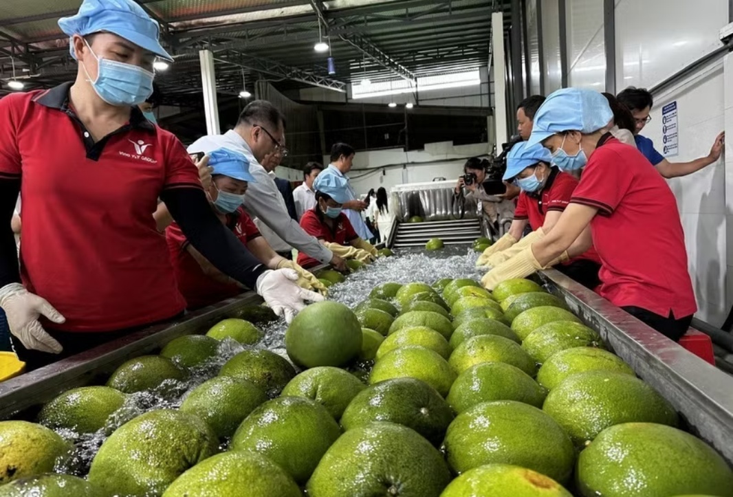 Vietnam exports first shipments of fresh pomelos to Australia