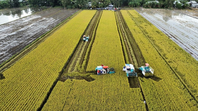 Vietnam’s rice exports fall in first four months