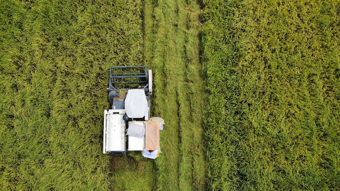 Vietnam’s one-million-hectare rice plan reaches just 3% of 2026 target